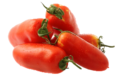 Perini-Tomaten, ideal für passierte Tomaten